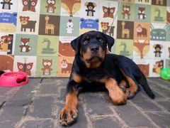 -喵屿·大理花园猫咖