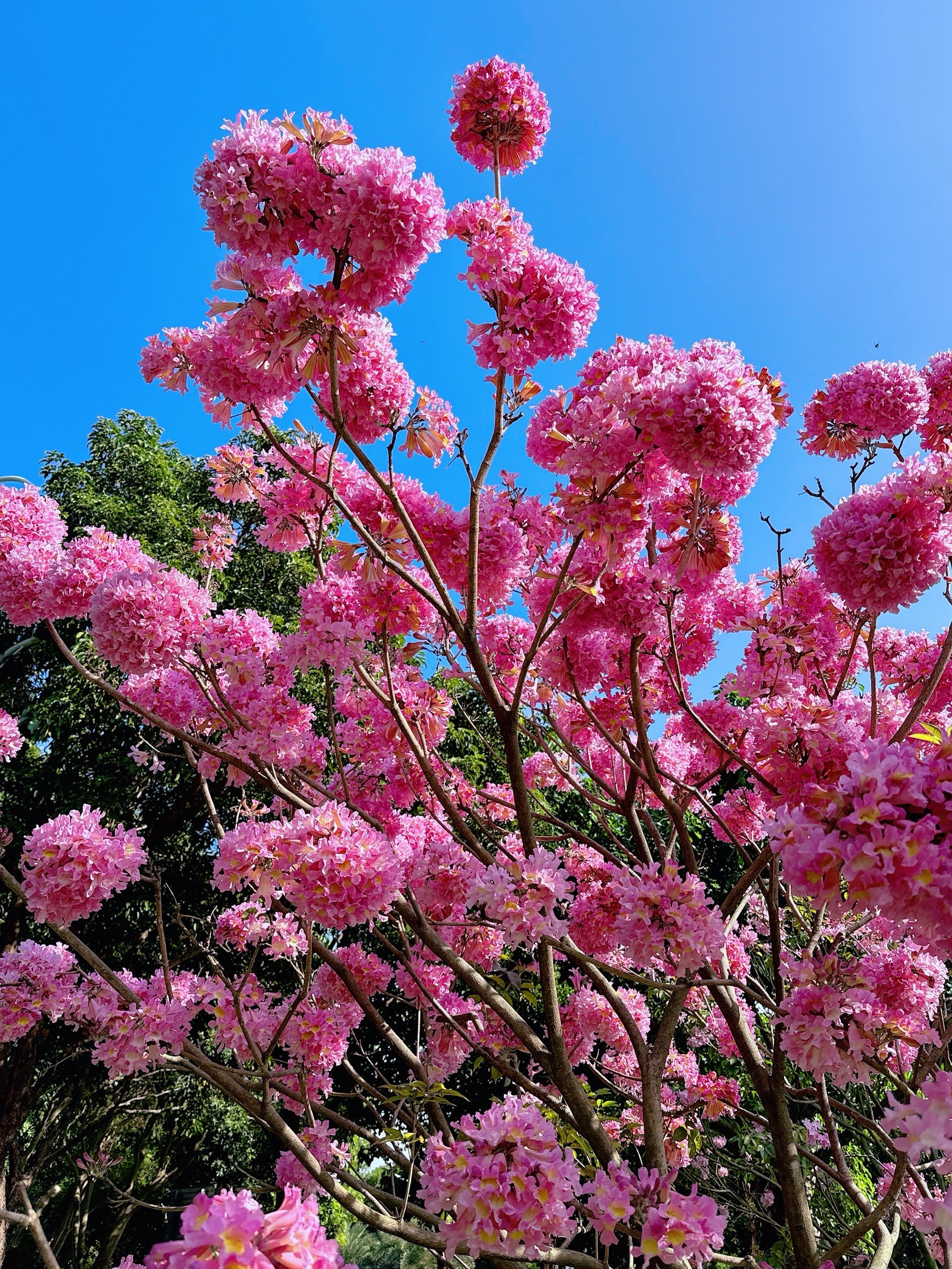 风铃木花海图片