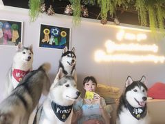 -Husky Go! 哈士奇体验馆·宠物咖啡厅狗咖