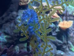 -上海海洋水族馆