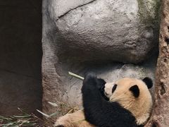 -中国大熊猫保护研究中心雅安碧峰峡基地