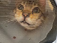 -瑞派·关忠动物医院·猫专科·犬专科(三环新城店)