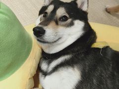 -逗柴咖啡屋·狗咖猫咖宠物桌游