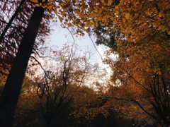 -上海共青森林公园