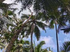 -阿侬盐焗鸡(清澜店)