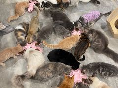 -楼上猫咖(罗湖店)