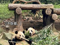 -都江堰中华大熊猫苑