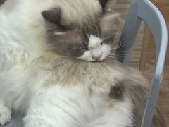 -猫小院猫主题餐厅(南锣旗舰店)