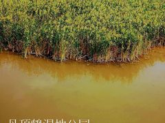 -盐城丹顶鹤湿地生态旅游区