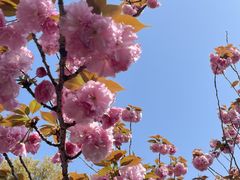 -高东镇樱花园
