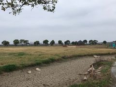 -上海都市菜园