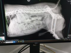 -中农国际动物医院24小时·猫科·骨科·急重症中心