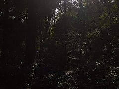 -广西壮族自治区药用植物园