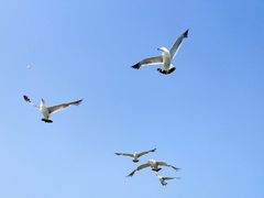 -海驴岛(荣成市)