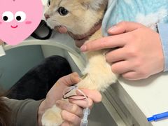 -关爱动物医院·心脏·中兽医·异宠(金牛路分院)