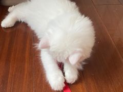 -御宝贝·A梦猫科宠物医院(国际猫友好医院)