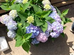 -中环花鸟鱼虫市场