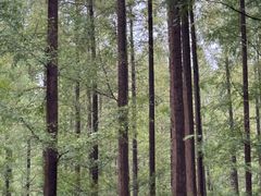 -黄海国家森林公园