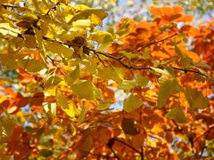 -大兴滨河森林公园