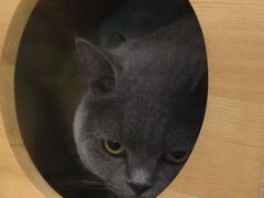 -猫咪咖啡·猫咖(万达广场店)
