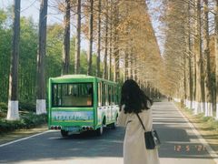 -黄海国家森林公园