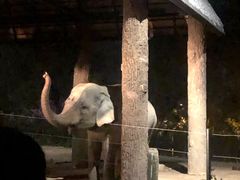 -清迈夜间动物园