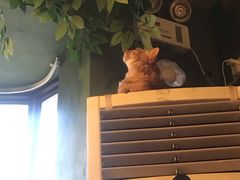 -猫猫幼稚园·撸猫·桌游·电玩