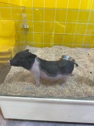 -神奇动物撸宠馆·羊驼·小浣熊·异宠(豫园店)