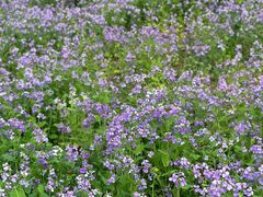 -泰州凤城河风景区-泰山公园