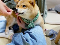 -逗柴咖啡屋·狗咖猫咖宠物桌游