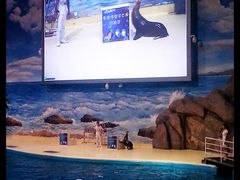 海洋剧场-福州罗源湾海洋世界旅游区