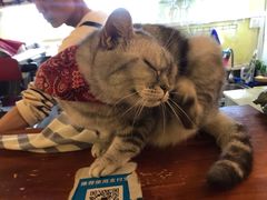 -猫色咖啡·猫咖