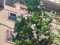 -武汉大学-樱园