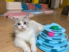 -momokira米努特·德文卷毛猫·棉花面纱犬
