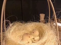 -法云安缦酒店