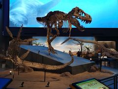 -贝林大翅鲸简餐厅(国家海洋博物馆店)