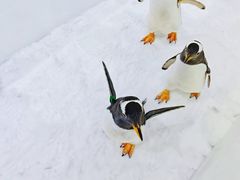 -广州热雪奇迹
