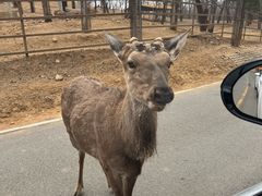 -秦皇岛野生动物园