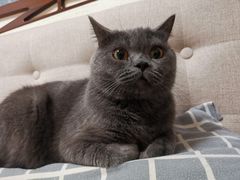 -糯米喵星人总部直营旗舰店·猫舍·幼猫出售