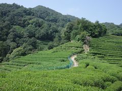 -阿巧茶庄