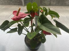 -天府掌柜(九眼桥店)