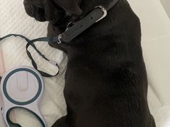 -宠颐生·恒爱宠物医院(静海店)