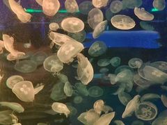 -海合安青岛极地海洋公园