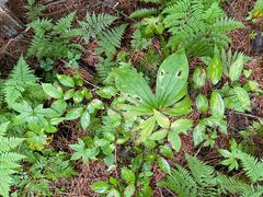 -五营红松林海景区