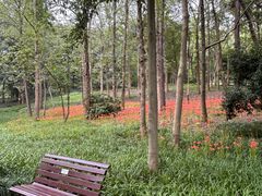 -杭州植物园