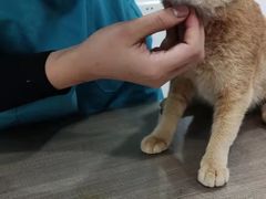 -荔康动物医院(康王北路店)