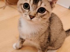 -猫咪派对(江南西店)