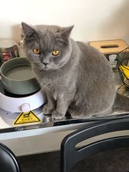 -飛凡TATTOO纹身•原创