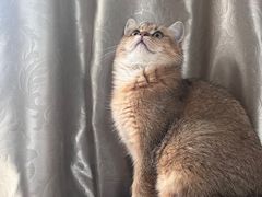 -喵zoo家庭繁育猫舍(尖东智能花园店)