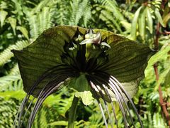 -国家植物园南园